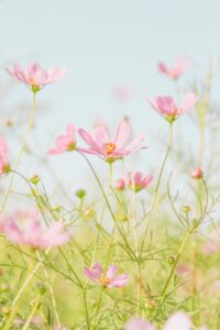 pink flowers in tilt shift lens