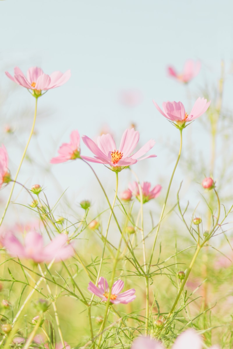pink flowers in tilt shift lens