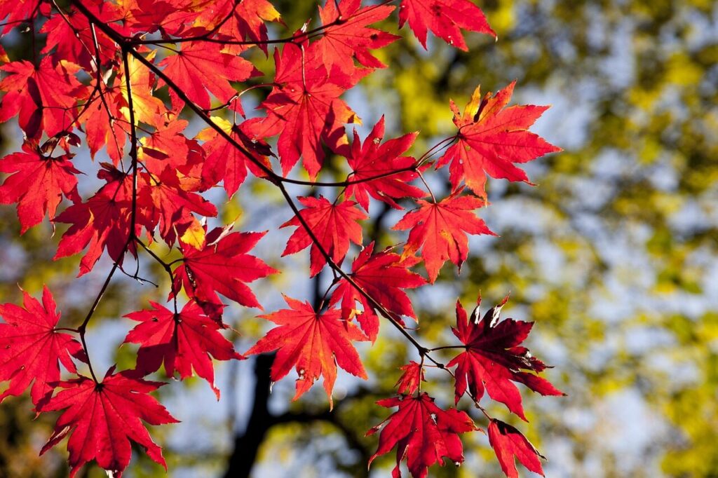 maple leaves, autumn, leaves, foliage, autumn leaves, autumn foliage, autumn colors, autumn season, fall foliage, fall leaves, fall colors, nature, maple, red leaves, red foliage, seoul, korea, dobong, seasonal, autumn, autumn, autumn, autumn, autumn, leaves, autumn leaves, korea