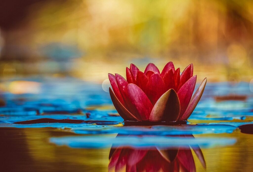 water lily, flower background, wallpaper hd, nature, free background, flower, botany, beautiful flowers, full hd wallpaper, floral background, beautiful wallpaper, hd wallpaper, wallpaper 4k, laptop wallpaper, aquatic plant, desktop backgrounds, 4k wallpaper, bloom, flower wallpaper, mac wallpaper, cool backgrounds, windows wallpaper, blossom, growth, free wallpaper, 4k wallpaper 1920x1080, wallpaper